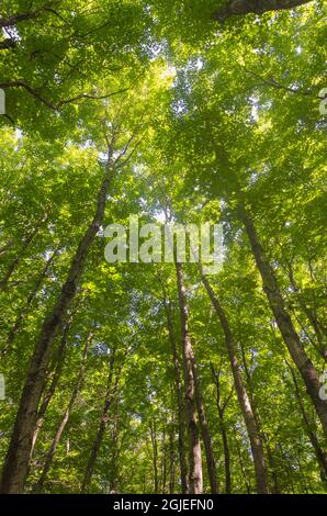 Baumkronen, Laubwald aus nordlichem Hartholz-Hemlock-weißen Kiefern. Pictured Rocks National Lakeshore, Michigan Stockfoto