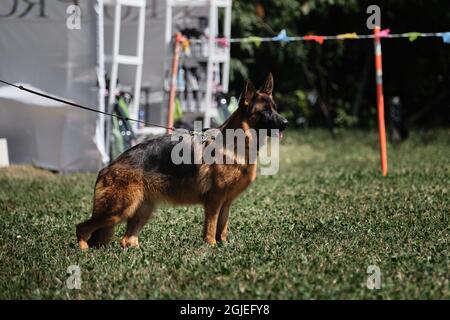 Deutscher Schäferhund von schwarzer und roter Farbe steht wunderschön in einem Stammbaum auf der Hundeschau. Profilansicht des Schäferhundes. Die intelligentesten und vielseitigsten en Stockfoto