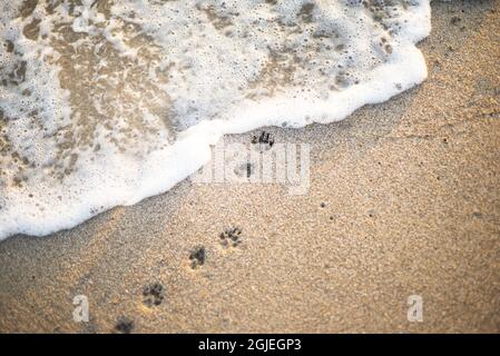 Paw-Drucke an der Küste. Schaumwelle. Sandstrand. Ein Abdruck der Pfoten eines kleinen Hundes. Stockfoto