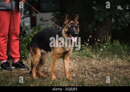 Deutscher Schäferhund Welpen von schwarzer und roter Farbe steht neben Besitzer Bein und schaut sorgfältig voraus. Welpe lernt die umgebende Welt und stu kennen Stockfoto