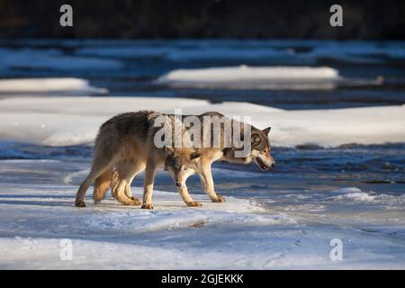 USA, Minnesota. Holzwölfe auf Flusseis. Stockfoto