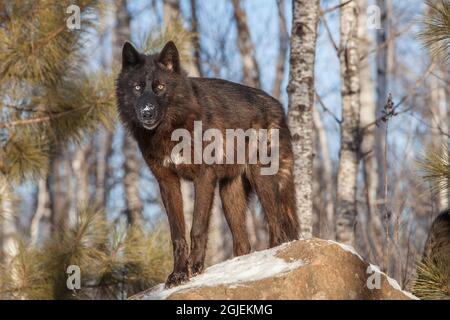 USA, Minnesota. Holzwolf mit Fell in schwarzer Phase. Stockfoto