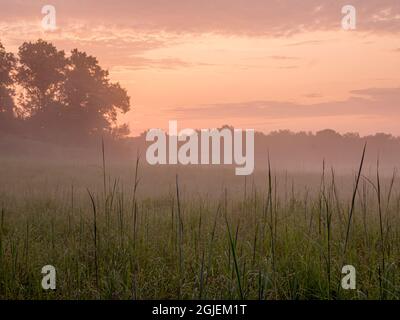 Sonnenaufgang über Prärie mit Bodennebel, Murphy-Hanrahan Regional Park, Central Minnesota (südlich von Minneapolis) Stockfoto