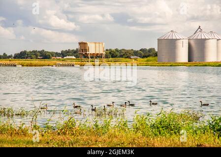 USA, Mississippi. Mississippi River Basin, Welsenteiche, Schwarzenbauchente, die pfeifen. Stockfoto