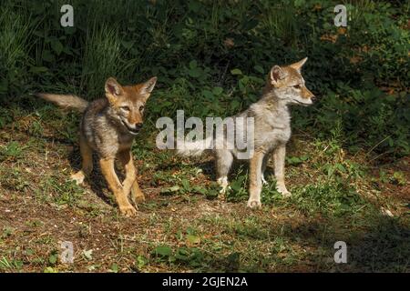 Coyote Welpen, Canis latrans. Stockfoto