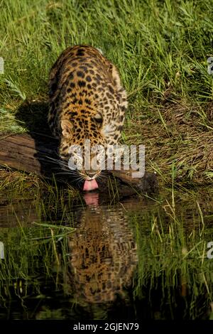 Amur Leopard und Besinnung beim Trinken. Stockfoto