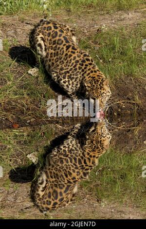 Amur Leopard und Besinnung beim Trinken. Stockfoto