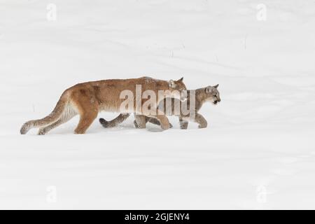 Das junge Berglöwe läuft neben der erwachsenen Mutter im tiefen Winterschnee. Stockfoto