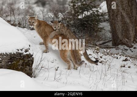 Das junge Berglöwe spielt mit der erwachsenen Mutter im tiefen Winterschnee. Stockfoto