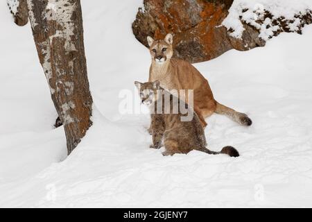 Berglöwenjunges mit erwachsener weiblicher Mutter im tiefen Winterschnee. Stockfoto