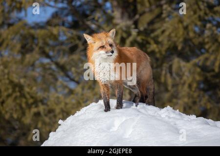 Rotfuchs im Schnee, Montana. Stockfoto