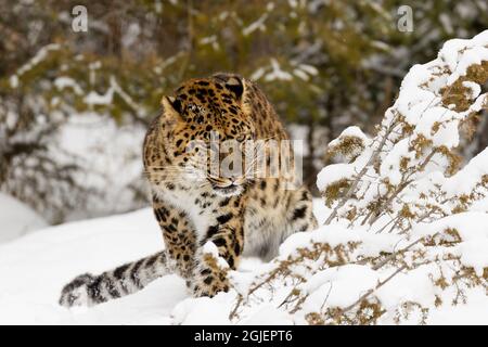 Amur-Leopard, Panthera pardus orientalis, kontrollierte Situation Stockfoto