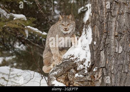 Canada Luchs im Winter, Lynx canadensis, kontrollierte Situation Stockfoto