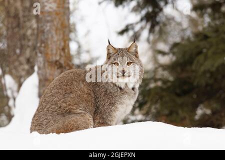 Canada Luchs im Winter, Lynx canadensis, kontrollierte Situation Stockfoto