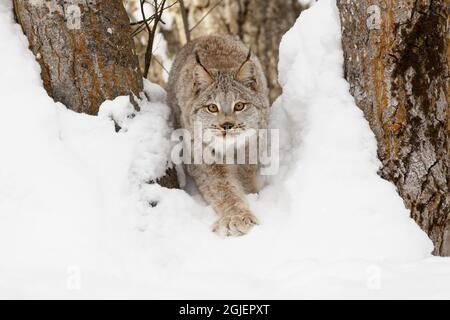 Canada Luchs im Winter, Lynx canadensis, kontrollierte Situation Stockfoto