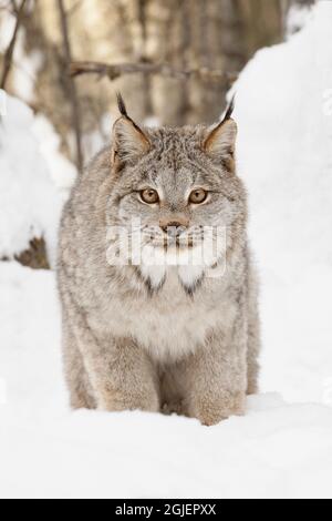 Canada Luchs im Winter, Lynx canadensis, kontrollierte Situation Stockfoto