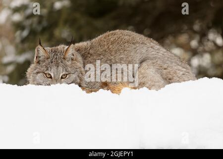 Canada Luchs im Winter, Lynx canadensis, kontrollierte Situation Stockfoto