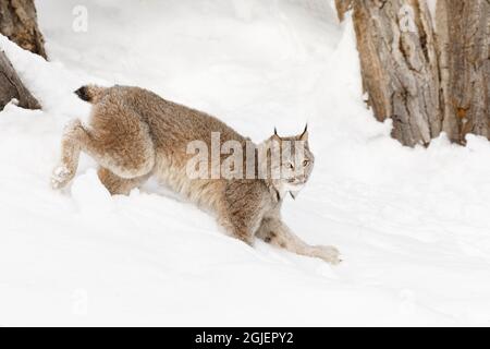 Canada Luchs läuft im Winter, Lynx canadensis, kontrollierte Situation Stockfoto