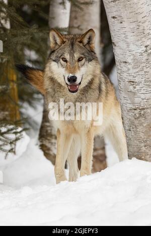 Tundra Wolf, Canis lupus albus, im Winter, kontrollierte Situation, Montana Stockfoto