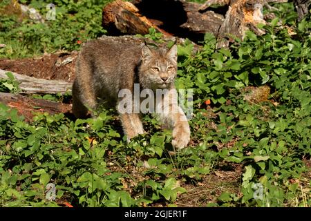 Canada Lynx, Lynx canadensis, kontrollierte Situation Stockfoto