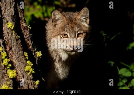 Canada Lynx, Lynx canadensis, kontrollierte Situation Stockfoto
