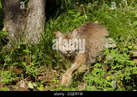 Canada Lynx, Lynx canadensis, kontrollierte Situation Stockfoto