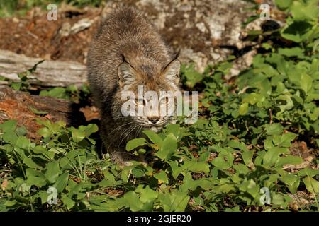 Canada Lynx, Lynx canadensis, kontrollierte Situation Stockfoto