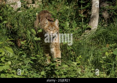 Canada Lynx, Lynx canadensis, kontrollierte Situation Stockfoto