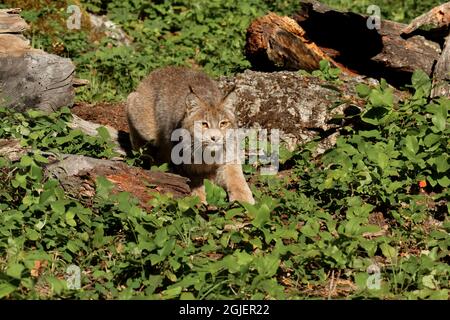 Canada Lynx, Lynx canadensis, kontrollierte Situation Stockfoto