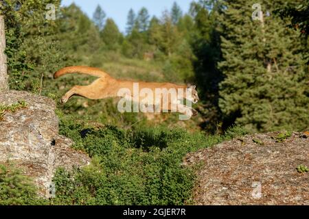 Berglöwe springt über Felsen, Puma koncolor, gefangen Stockfoto