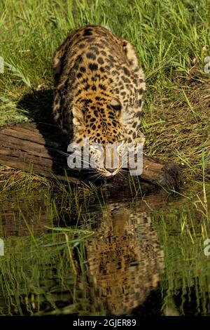 Amur Leopard und Reflexion beim Trinken, Panthera pardus orientalis, gefangen Stockfoto