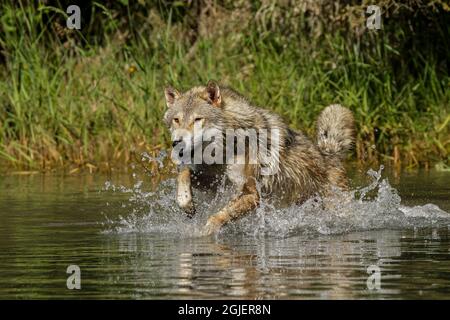 Wolf läuft in Stream, Canis lupus, Montana Captive Stockfoto