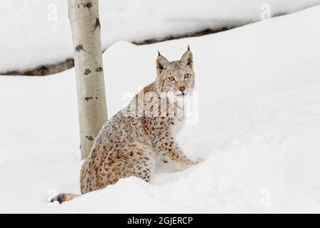 Sibirischer Luchs im Winter, Lynx Luchs Wrangel kontrollierte die Situation Stockfoto