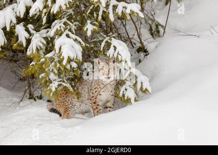 Sibirischer Luchs jagt Beute im Winter, Lynx Luchs Wrangel kontrollierte die Situation Stockfoto