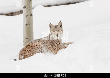 Sibirischer Luchs im Winter, Lynx Luchs Wrangel kontrollierte die Situation Stockfoto