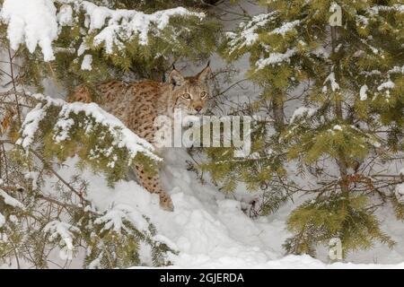 Sibirischer Luchs im Winter, Lynx Luchs Wrangel kontrollierte die Situation Stockfoto