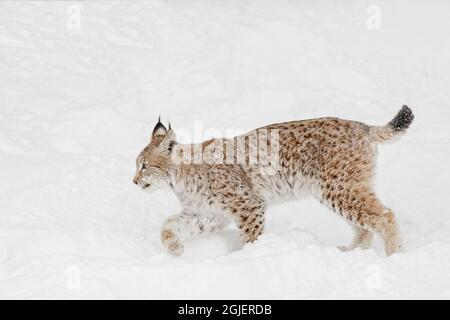 Sibirischer Luchs im Winter, Lynx Luchs Wrangel kontrollierte die Situation Stockfoto