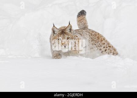 Sibirischer Luchs jagt Beute im Winter, Lynx Luchs Wrangel kontrollierte die Situation Stockfoto