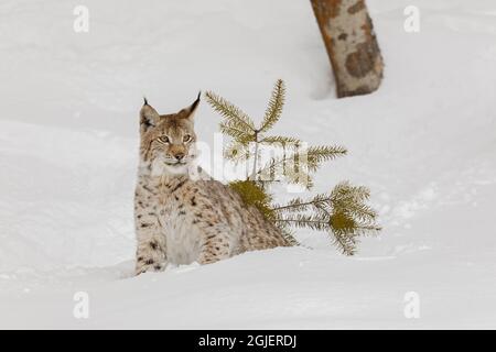 Sibirischer Luchs im Winter, Lynx Luchs Wrangel kontrollierte die Situation Stockfoto