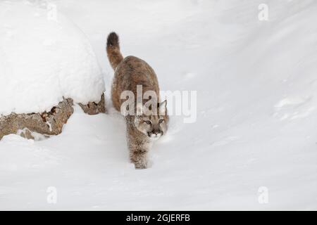 Jugendlicher Berglöwe im tiefen Winterschnee, kontrollierte Situation, Montana, Puma concolor Stockfoto