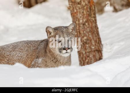 Jugendlicher Berglöwe im tiefen Winterschnee, kontrollierte Situation, Montana, Puma concolor Stockfoto