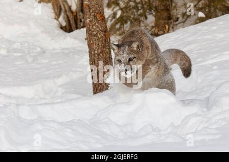 Jugendlicher Berglöwe im tiefen Winterschnee, kontrollierte Situation, Montana, Puma concolor Stockfoto