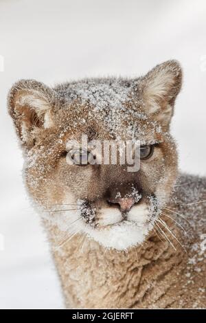 Jugendlicher Berglöwe im tiefen Winterschnee, kontrollierte Situation, Montana, Puma concolor Stockfoto