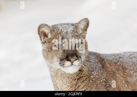 Jugendlicher Berglöwe im tiefen Winterschnee, kontrollierte Situation, Montana, Puma concolor Stockfoto