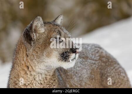 Jugendlicher Berglöwe im tiefen Winterschnee, kontrollierte Situation, Montana, Puma concolor Stockfoto