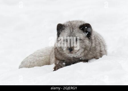 Silberfuchs im Schnee, eine melanistische Form des Rotfuchses, Vulpes vulpes, kontrollierte Situation. Stockfoto