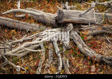 Gefallene und verfaulende Engelmann-Fichte, Upper Geyser Basin, Yellowstone National Park, Montana, USA Stockfoto
