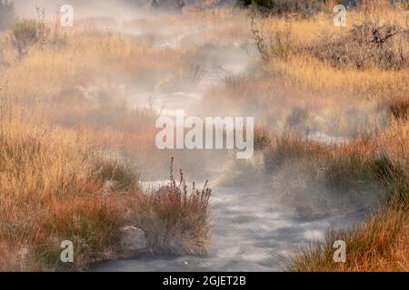 Kleine dampfende heiße Quelle, die durch eine Wiese mit goldenen Herbstgräsern, Canary Spring, Mammoth Hot Springs, Yellowstone National Park, Montana, USA Stockfoto