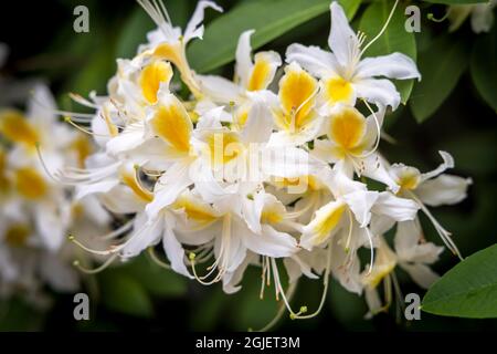 Cluster von weißen und gelben Akzenten Azaleen Blumen im Frühlingsgarten. Stockfoto