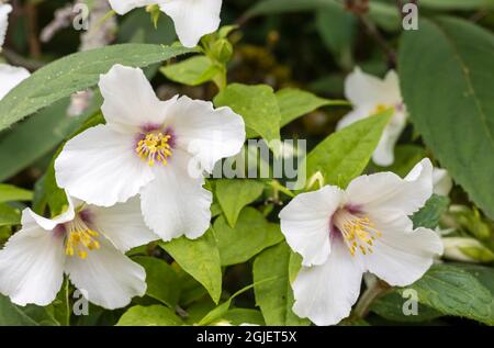 Weiße, untoxikatend duftende Blüten von Philadelphus Lemoinei - Mock Orange Blossom im Garten. Stockfoto
